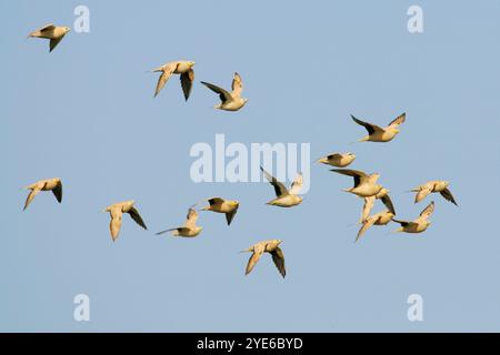 Gefleckte Auerhühner (Pterocles senegallus), Herde im Flug am blauen Himmel, Ägypten Stockfoto