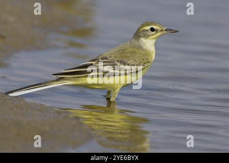 Gelber Bachstelz (Motacilla flava), stehend im Flachwasser, Italien, Kalabrien Stockfoto