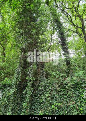 Englischer Efeu, gemeiner Efeu (Hedera helix), bewachsene Mauer in einem Wald, Deutschland Stockfoto