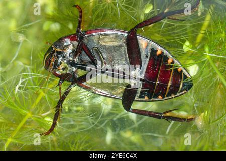 Großer Silberkäfer, großer Schwarzwasserkäfer, großer Silberkäfer, Tauchwasserkäfer (Hydrophilus piceus, Hydrous piceus), Unterwasser bei A Stockfoto