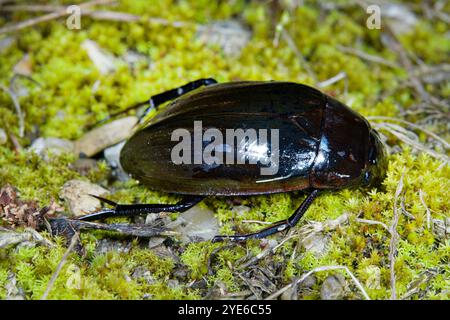 Großer Silberkäfer, großer schwarzer Wasserkäfer, großer Silberkäfer, Tauchwasserkäfer (Hydrophilus piceus, Hydrous piceus), auf Moos, Seite VI Stockfoto