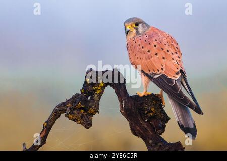 Europäischer Kestrel, eurasischer Kestrel, Alte Welt-Kestrel, gemeiner Kestrel (Falco tinnunkulus), männlich auf einem gebrochenen Ast, Italien, Toskana, Colli Alt Stockfoto