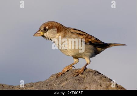 Haus Spatzen (Passer domesticus), männlich auf Lavastein, Seitenansicht, Azoren, Sao Miguel, Vila Franca do Campo Stockfoto