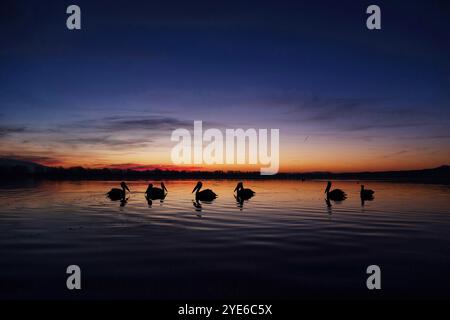 Dalmatinischer Pelikan (Pelecanus crispus), Gruppe auf dem See bei Sonnenaufgang, Griechenland, See Kerkini Stockfoto