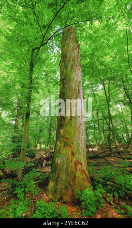 Toter Baum im Colbitzer Lindenwald in der Colbitz-Letzlinger Heide im Sommer, Deutschland, Sachsen-Anhalt, Colbitz Stockfoto