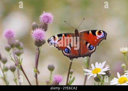 Pfauenfalter, europäischer Pfauenfalter (Inachis io, Nymphalis io, Aglais io), auf einer Distelblume, dorsaler Blick, Deutschland, Bayern, Erdinger Moos Stockfoto