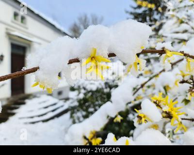 Forsythia (Forsythia x intermedia, Forsythia intermedia), blühende Zweige im Schnee, Deutschland Stockfoto