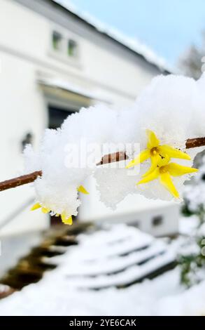 Forsythia (Forsythia x intermedia, Forsythia intermedia), blühender Zweig im Schnee, Deutschland Stockfoto