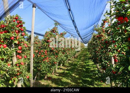 apfelbaum (Malus domestica), Apfelkulturen unter Hagelschutznetzen, Deutschland, Baden-Württemberg Stockfoto