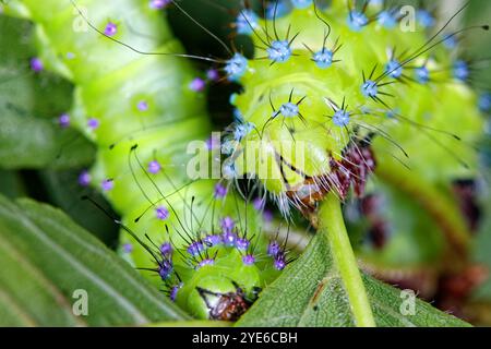 Große Kaisermotte, Riesenpfauenmotte, große Pfauenmotte, Riesenkaisermotte, Wiener Kaiser (Saturnia pyri), L4-raupe mit violetter Tuberkulose Stockfoto