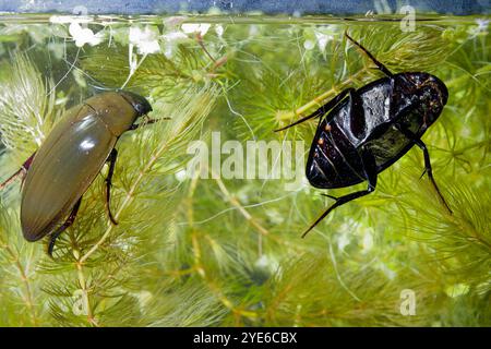 Großer Silberkäfer, großer schwarzer Wasserkäfer, großer Silberkäfer, Tauchwasserkäfer (Hydrophilus piceus, Hydrous piceus), zwei Wasserkäfer Stockfoto