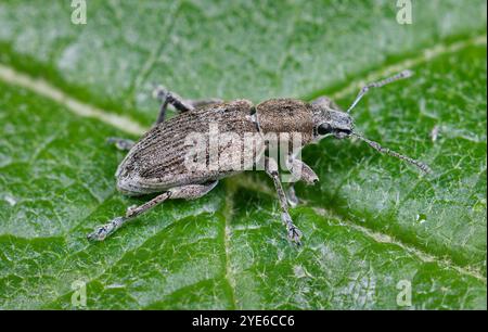 Weevil (Tanymecus palliatus), auf einem Blatt sitzend, Seitenansicht, Deutschland Stockfoto