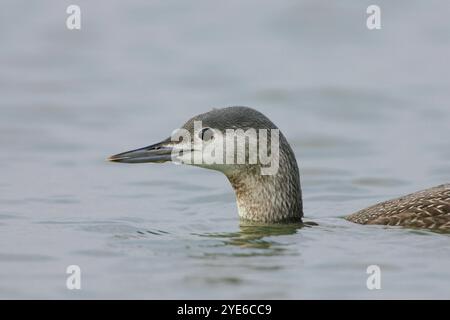 Rotkehlentaucher, Rotkehlentaucher (Gavia stellata), schwimmender unreifer Rotkehlentaucher, Porträt, Italien, Toskana, Foce Serchio Stockfoto