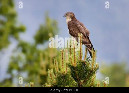 westlicher Honigbussard (Pernis apivorus), thront in einer Kiefer, Italien, Toskana Stockfoto