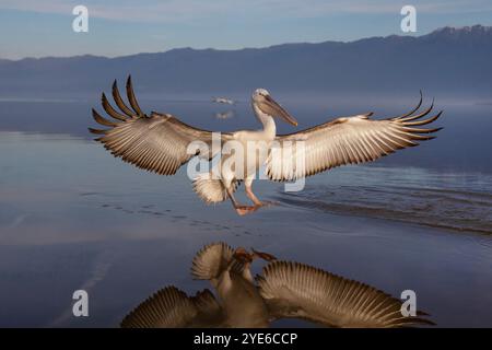 Dalmatinischer Pelikan (Pelecanus crispus), Junglandschaften im Wasser, Griechenland, Kerkini-See Stockfoto