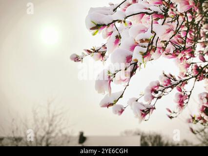 Untertasse Magnolie (Magnolia x soulangiana, Magnolia soulangiana, Magnolia x soulangeana, Magnolia soulangeana), blüht im Schnee, Schäden am flo Stockfoto