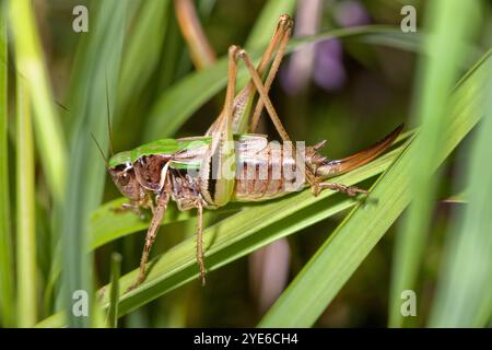 Moorbuschgrille, Moorbuschgrille (Metrioptera brachyptera), sitzend auf einem Grasblatt, Seitenansicht, Deutschland Stockfoto