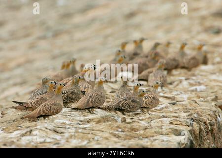 Gekröntes Sandhuhn (Pterocles coronatus), Herde, die auf einem Felsen eine Pause macht, Ägypten Stockfoto