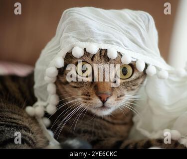 Eine Tabbykatze mit breiten Augen und neugierigem Ausdruck, verspielt in einem weißen Schal mit Pompons-Besatz, der einen skurrilen und bezaubernden Moment festhält. Stockfoto