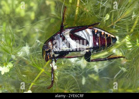 Großer Silberkäfer, großer Schwarzwasserkäfer, großer Silberkäfer, Tauchwasserkäfer (Hydrophilus piceus, Hydrous piceus), Unterwasser bei A Stockfoto