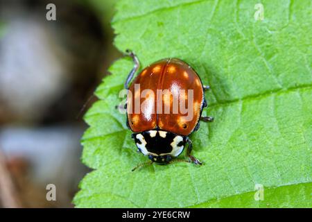 Marienkäfer mit Augen, Kiefer-Marienkäfer (Anatis ocellata), auf einem Blatt sitzend, dorsale Ansicht, Deutschland Stockfoto