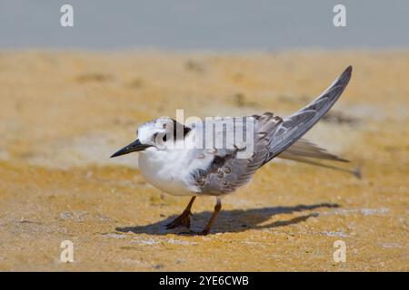 Schwarzschaftschwalbe, Saunders-Seeschwalbe (Sterna saundersii, Sternula saundersi), Spaziergang am Sandstrand, Seitenansicht, Oman Stockfoto