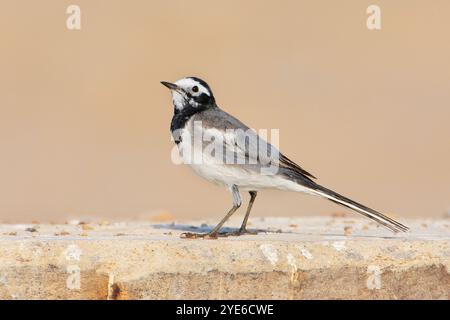 Maskierter Bachstelz, maskierter weißer Bachstelz (Motacilla personata, Motacilla alba personata), männlicher sitzender Mann auf einer Wand, Seitenansicht, Oman, Sohar Stockfoto
