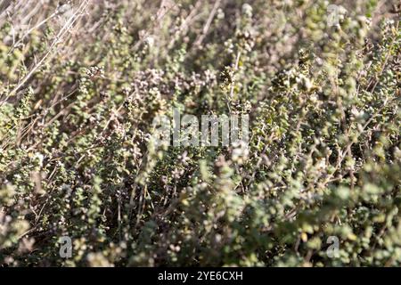 Eriocephalus africanus ist ein in Südafrika heimischer buschiger Sträucher. Stockfoto