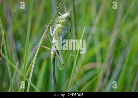 Grüne Buschgrille, grüne Buschgrille, grüne Buschgrille, grüne Buschgrille (Tettigonia cantans), an einem Grasblatt sitzend, Seitenansicht, Stockfoto