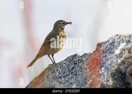 Felsengrube, europäische Felsenpipit (Anthus petrosus), auf einem Felsbrocken mit Futter im Rand, Seitenansicht, Skandinavien Stockfoto