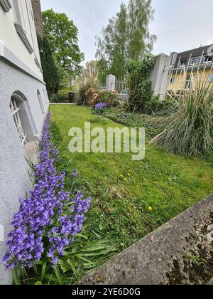 Hybrid Bluebell (Hyacinthoides x massartiana, Hyacinthoides x variabilis, Hyacinthoides hispanica x Hyacinthoides non-scripta), blühend auf einem Rasen al Stockfoto