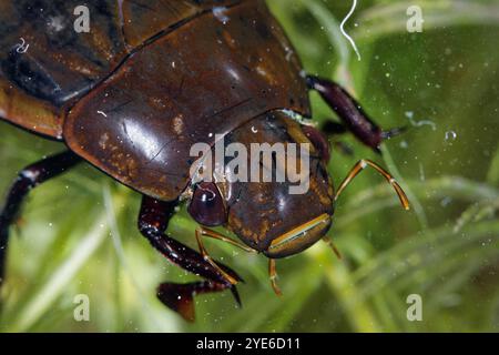 Großer Silberkäfer, großer schwarzer Wasserkäfer, großer Silberkäfer, Tauchwasserkäfer (Hydrophilus piceus, Hydrous piceus), Kopf, Draufsicht, Stockfoto