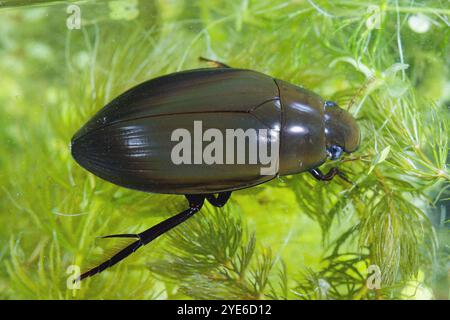 Großer Silberkäfer, großer schwarzer Wasserkäfer, großer Silberkäfer, Tauchwasserkäfer (Hydrophilus piceus, Hydrous piceus), sitzend unter Wasser Stockfoto