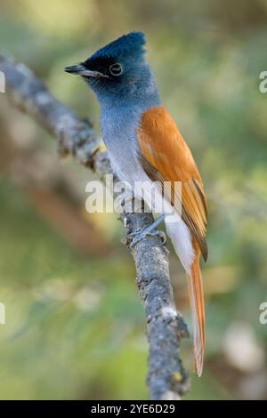 Afrikanischer Paradies-Fliegenschnäpper, grauköpfiger Paradies-Fliegenschnäpper, Paradies-Fliegenschnäpper, rothflügeliger Paradies-Fliegenschnäpper, südlicher Paradies-Fliegenschnäpper (TERPS Stockfoto