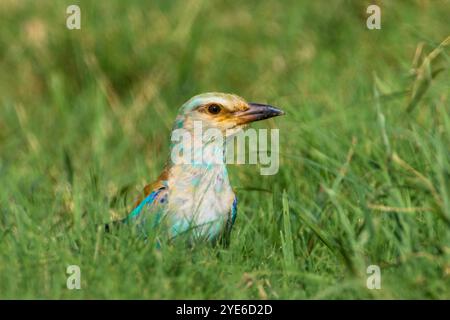 Europäische Walze (Coracias garrulus), die auf einer Wiese thront, Oman Stockfoto