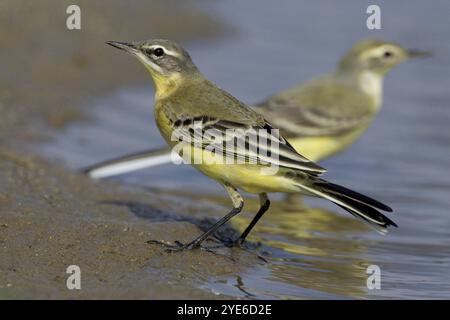 Gelber Bachstelz (Motacilla flava), am Ufer des Wassers, Italien, Kalabrien Stockfoto