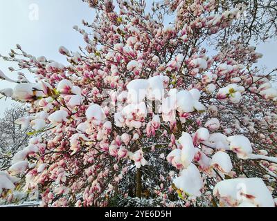 Untertasse Magnolie (Magnolia x soulangiana, Magnolia soulangiana, Magnolia x soulangeana, Magnolia soulangeana), blüht im Schnee, Schäden am flo Stockfoto