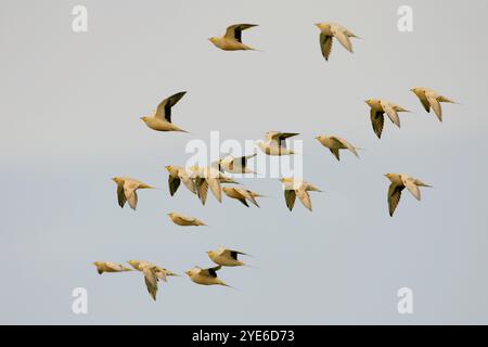 Gefleckte Auerhühner (Pterocles senegallus), Herde im Flug, Seitenansicht, Ägypten Stockfoto