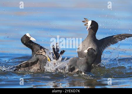 Fulica atra, Kampf auf dem Wasser, Deutschland, Bayern, Kochelsee Stockfoto