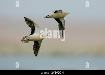 Gekrönte Sandhühner (Pterocles coronatus), zwei gekrönte Sandhühner im Flug, Seitenansicht, Ägypten Stockfoto