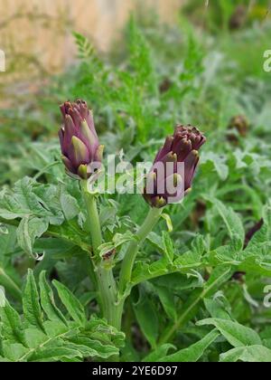 Artischockendistel, Cardoon (Cynara cardunculus, Cynara scolymus), Infructescences, Spanien, Balearen, Mallorca Stockfoto