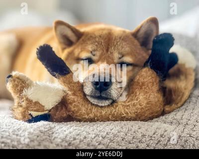 Der bezaubernde rote Shiba Inu Hund, der seinen traurigen Kopf auf einem Spielzeug auf einem Bett liegt. Hochwertiges, haustierfreundliches Bild, das perfekt für emotionale, private oder Lifestyle-Projekte geeignet ist. Kopierbereich. Stockfoto