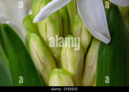 Zarte grüne Knospen entfalten sich zwischen leuchtenden Blättern und betonen die Schönheit des Frühlingswachstums und der Erneuerung in einer ruhigen Atmosphäre Stockfoto