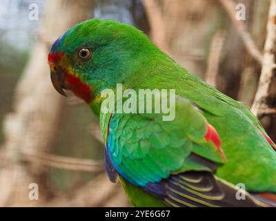 Ein Nahaufnahme-Porträt eines wunderbaren Swift-Papageiens mit hellen Augen und extravagantem Gefieder. Stockfoto