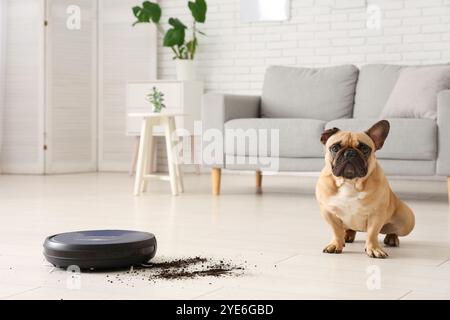 Niedliche französische Bulldogge in der Nähe von Roboter-Staubsaugern und verstreuter Erde zu Hause Stockfoto