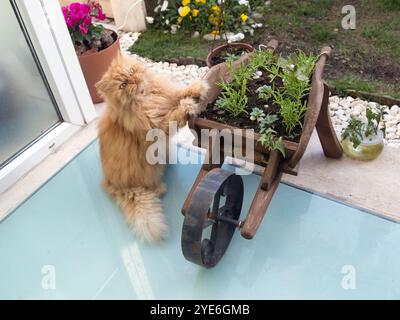 Eine flauschige orangene Katze steht auf Hinterbeinen neben einer hölzernen Pflanzkarre und sieht in einer Gartenumgebung bezaubernd mürrisch aus. Stockfoto