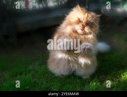 Eine flauschige orangene Katze, die auf den Hinterbeinen steht, mit einem wilden, verspielten Ausdruck, der aussieht, als würde sie sich stürzen und eine humorvolle und energiegeladene Szene schaffen Stockfoto