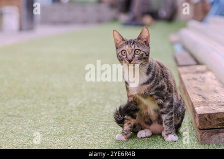 Die Katze sitzt auf einem grünen Rasen. Er hat einen schwarz-weiß gestreiften Mantel. Die Katze schaut in die Kamera Stockfoto