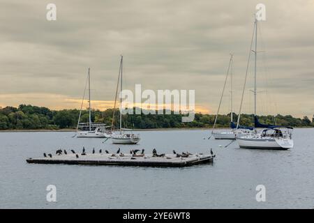 Perth Amboy, New Jersey - 1. Oktober 2024: Doppelkormorane überschwemmen ein schwimmendes Dock im Arthur Kill at Raritan Yacht Club. Stockfoto