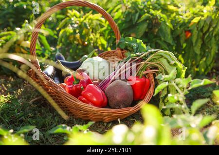 Verschiedene frische Gemüsesorten im Korb auf dem Feld an sonnigen Tagen Stockfoto